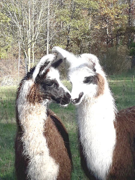 2021-05_600-px-h_cookie_mit_schwester_20191026_120028.png