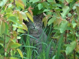 Katzen