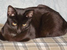 Katzen