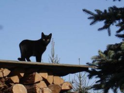 Katzen